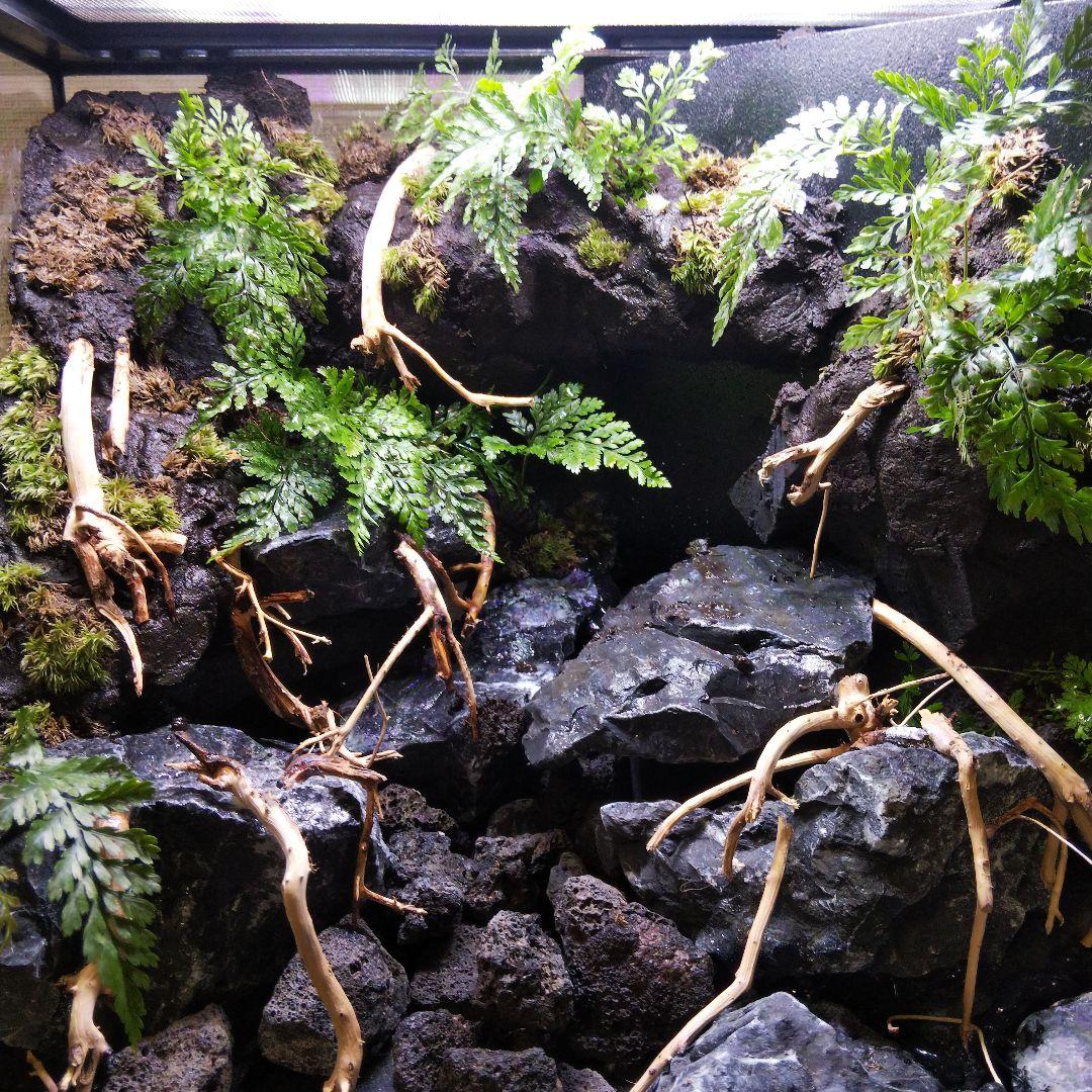 【受注生産】アクアテラリウム グラステラリウム