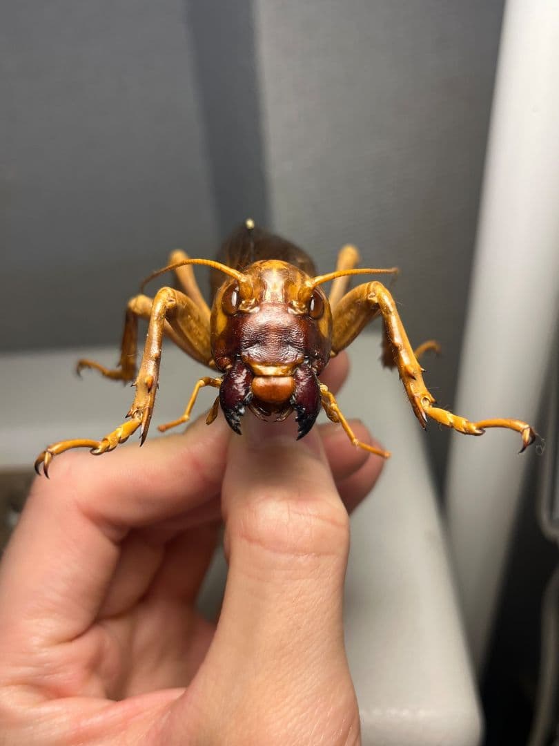 【特大極美】リオック Sia ferox コロギス 昆虫標本デュビアタランチュラ