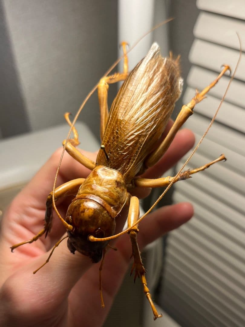 【特大極美】リオック Sia ferox コロギス 昆虫標本デュビアタランチュラ