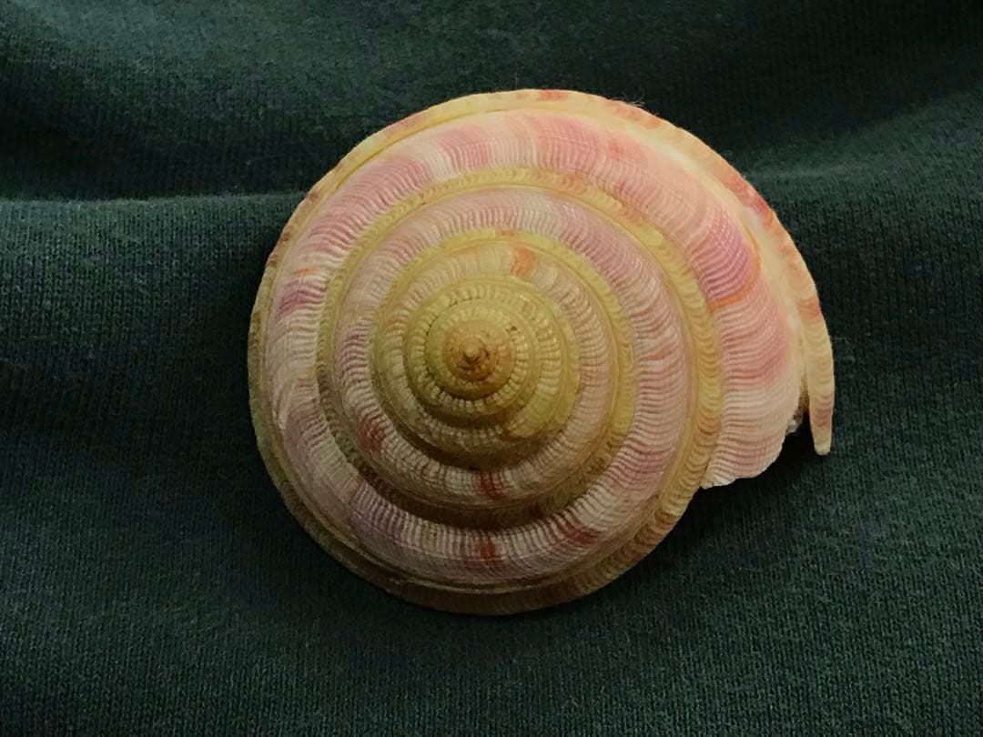 貝標本　ウラシマオキナエビス　特美品個体　size 64.5mm￼