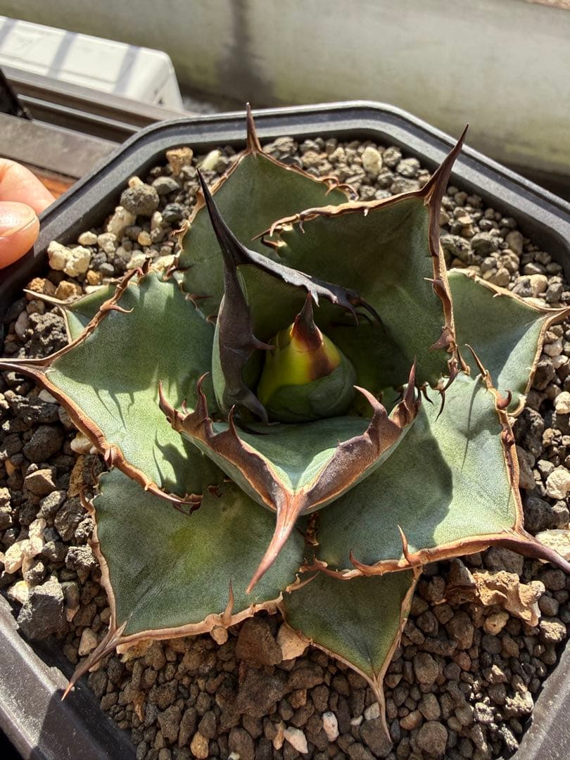 アガベ　チタノタ　Lize血統　緑犀牛　中株　親株