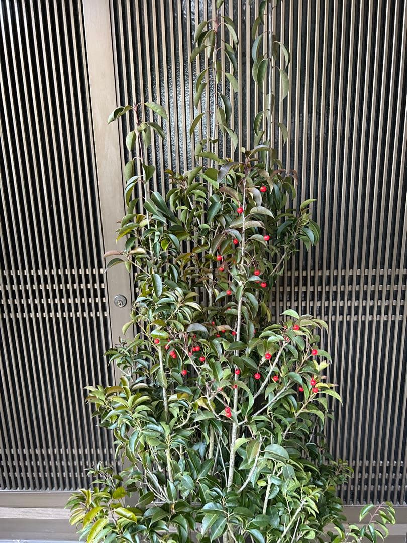 ソヨゴ　希少な雌雄混植株　実が一株でなりやすい 樹形もきれいなお品