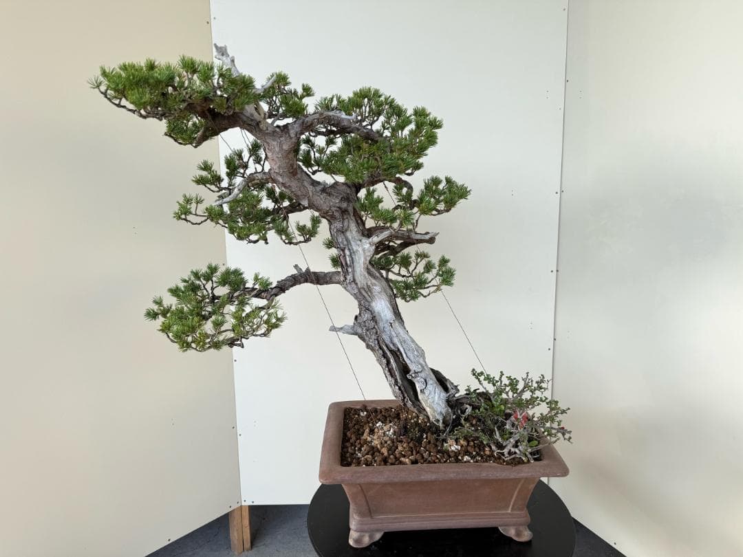 貴重・五葉松《瑞祥》太幹・サバ幹・葉性抜群・短葉！