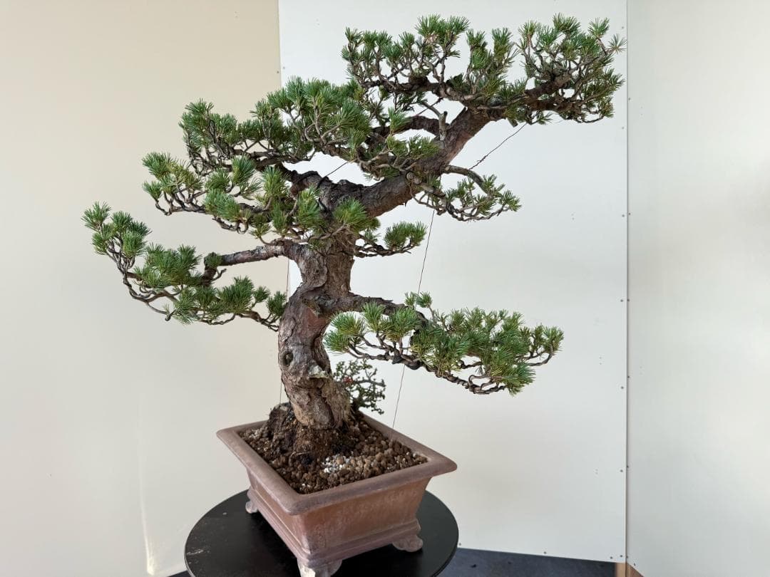 貴重・五葉松《瑞祥》太幹・サバ幹・葉性抜群・短葉！