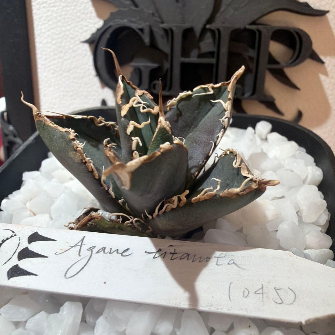 Agave titanota (アガベ)Dennis045