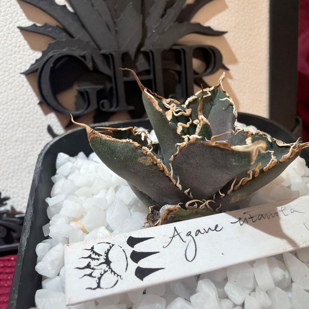 Agave titanota (アガベ)Dennis045