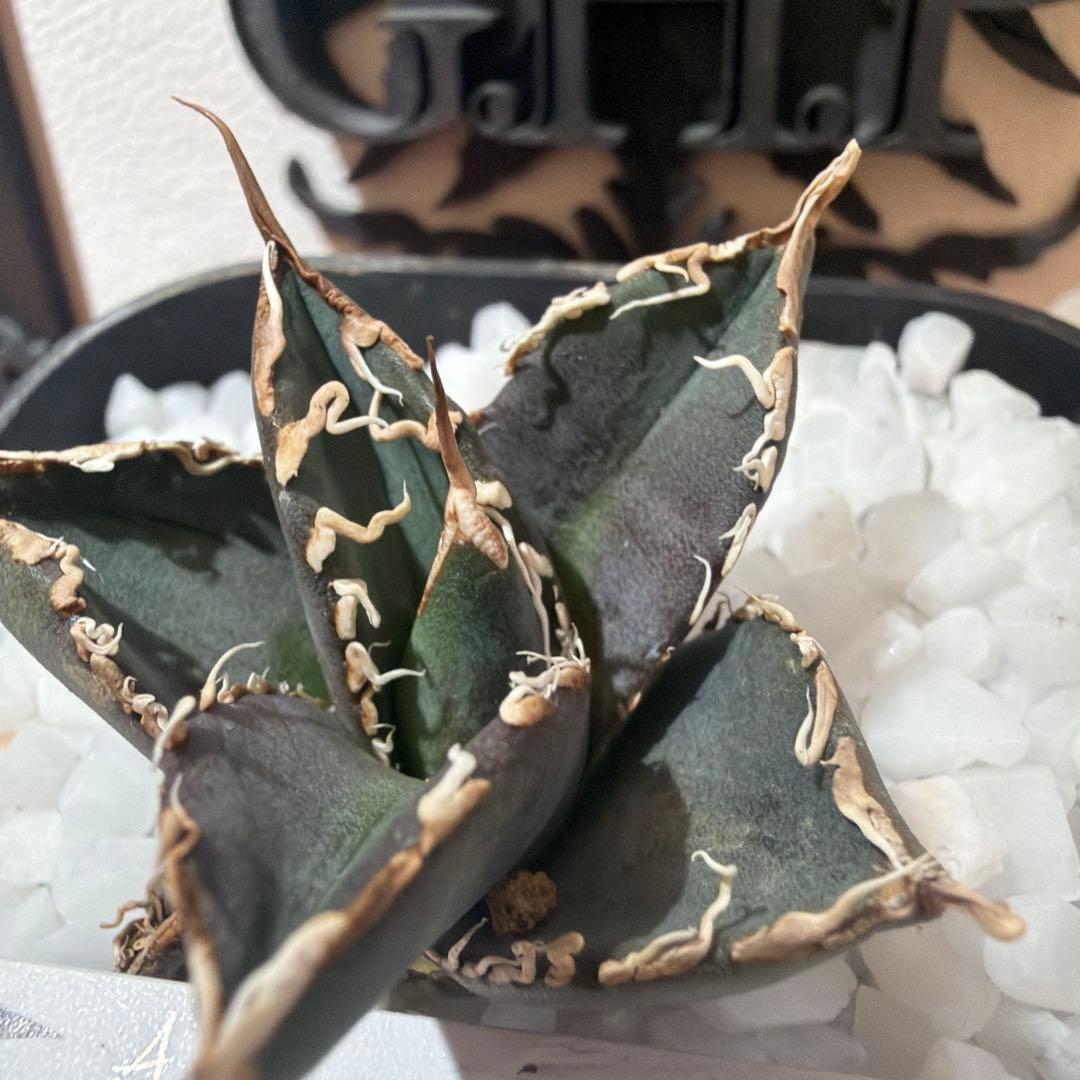 Agave titanota (アガベ)Dennis045