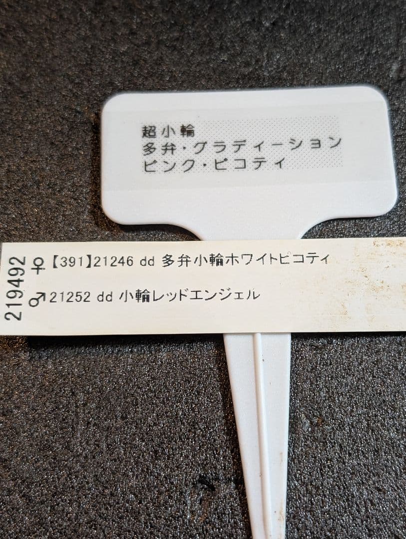 ★クリスマスローズ:【コロコロ•グラデーションピンク】蕾付き