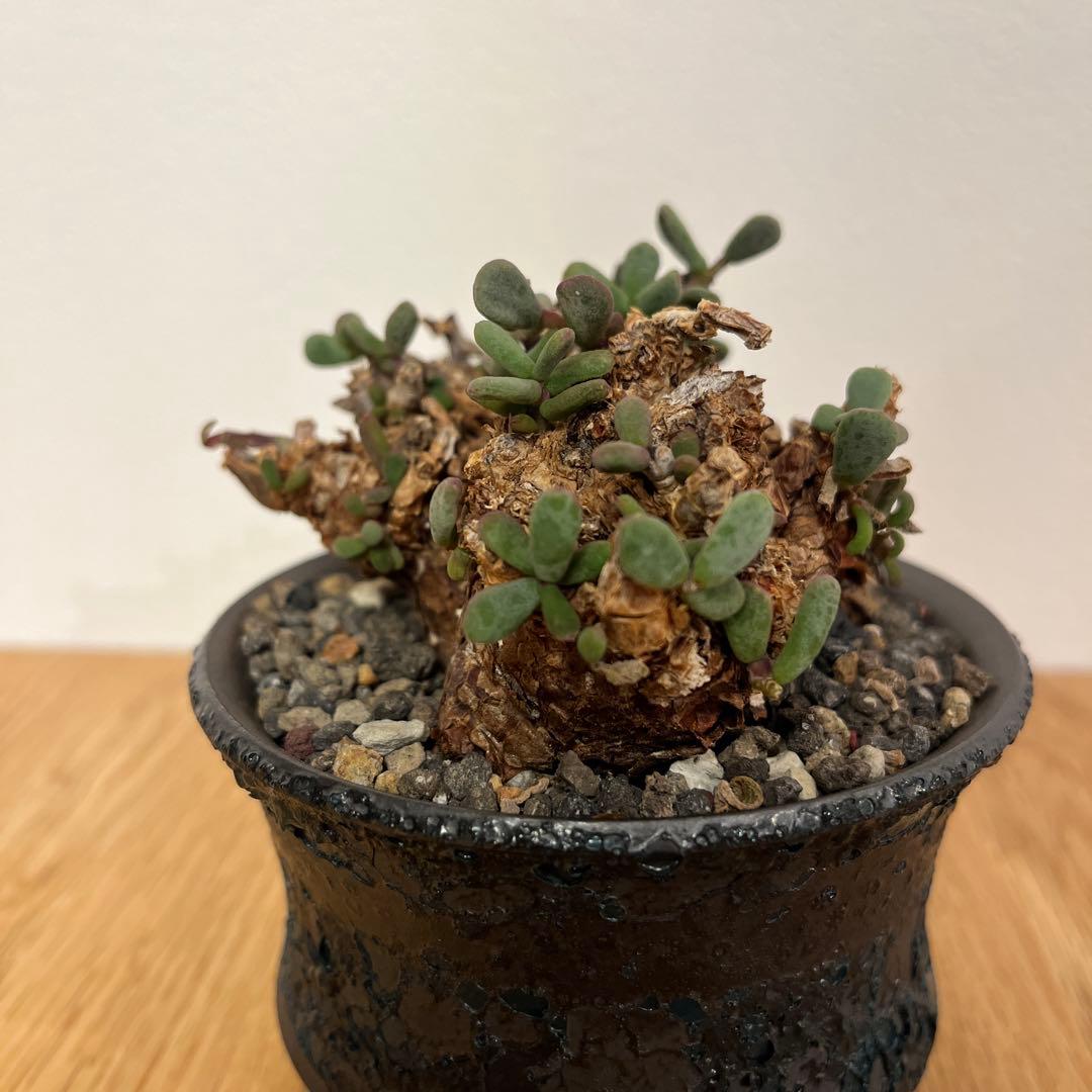 ケラリアピグマエア　良型株