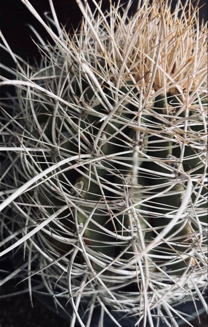 希少フェロカクタス大株サンタマリア純白刺◇ドライガーデン多肉サボテン　アガベ南国