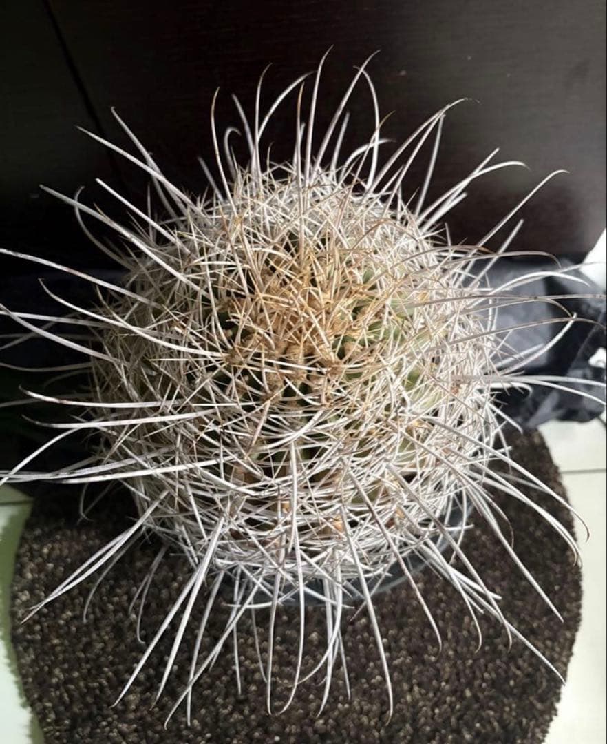 希少フェロカクタス大株サンタマリア純白刺◇ドライガーデン多肉サボテン　アガベ南国