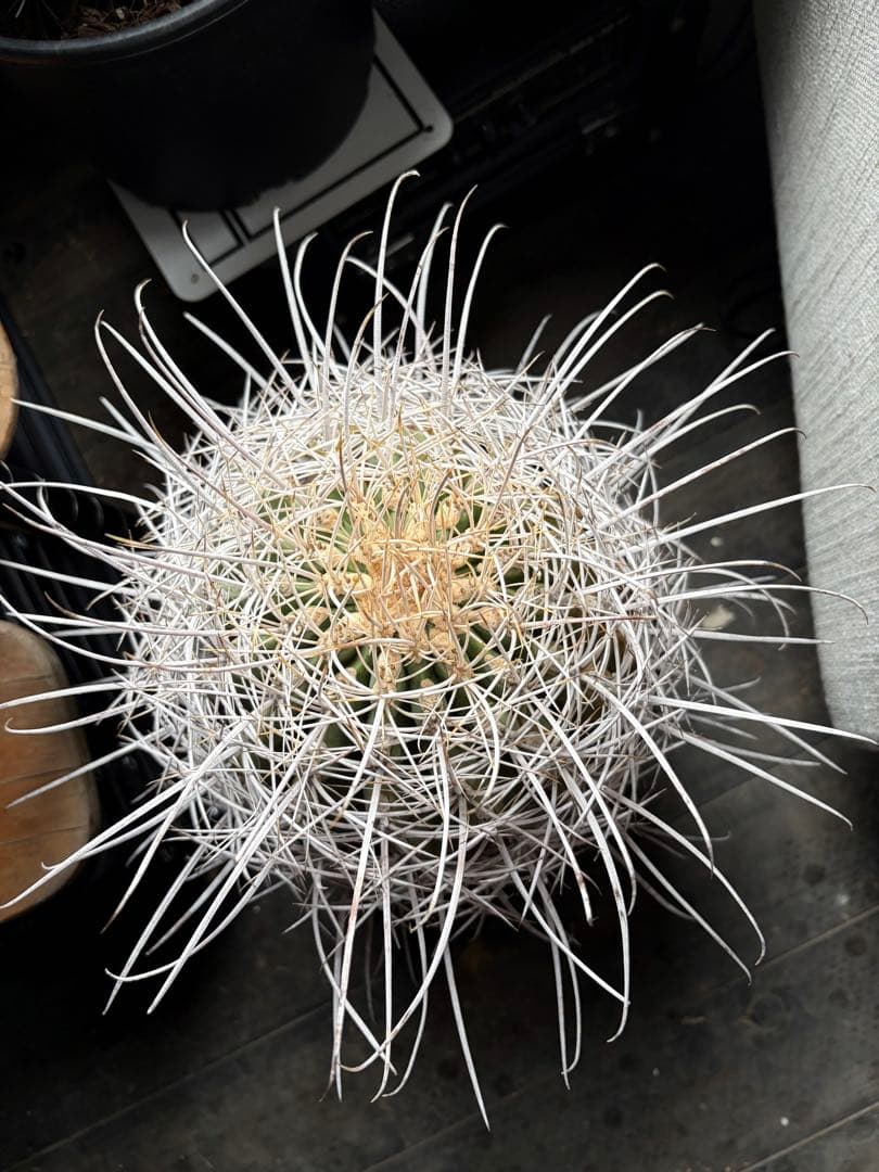 希少フェロカクタス大株サンタマリア純白刺◇ドライガーデン多肉サボテン　アガベ南国