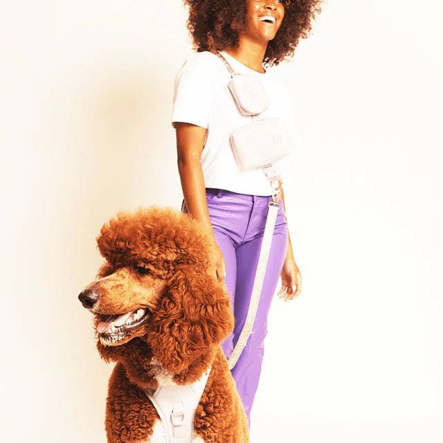 maxbone リード ハーネス セット　犬 わんこ ペット