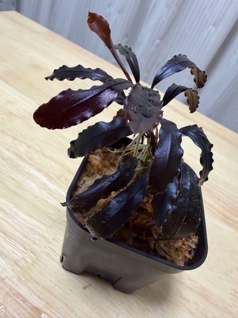 ブセファランドラ sp. ブラウニーゴースト 2011-2012 KN便 特大株