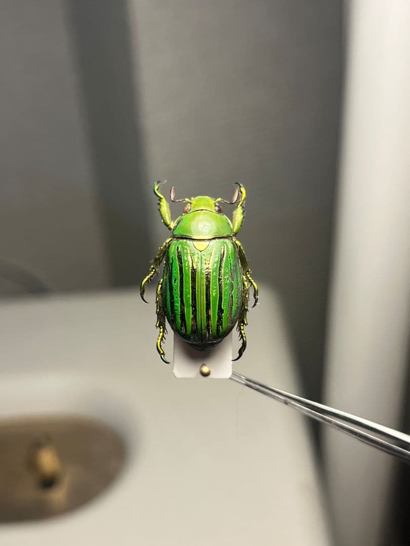 【白金鶯黄金】キンセスジウグイスコガネ グロリオーサウグイスコガネ 標本