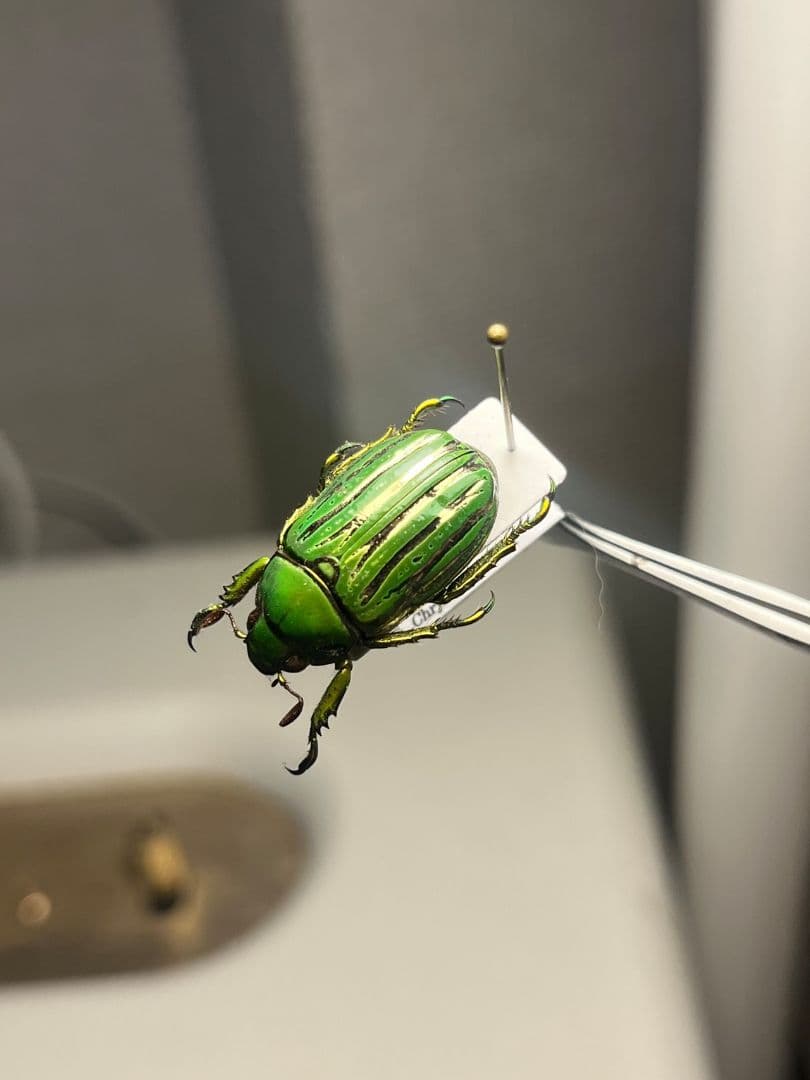 【白金鶯黄金】キンセスジウグイスコガネ グロリオーサウグイスコガネ 標本