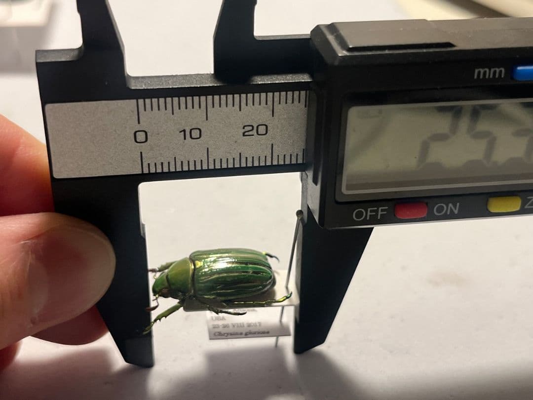 【白金鶯黄金】キンセスジウグイスコガネ グロリオーサウグイスコガネ 標本