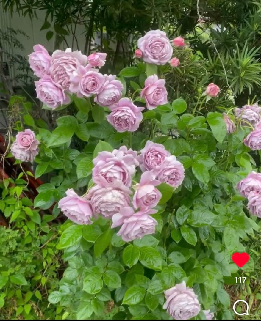 【1.29癌腫無し　即購入可能】【ノヴァーリス】　バラ　苗