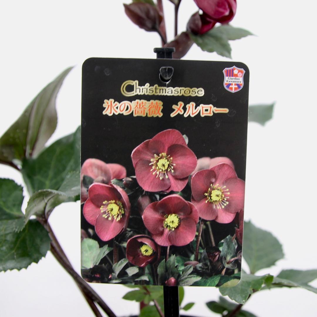 クリスマスローズ　氷の薔薇　6鉢セット