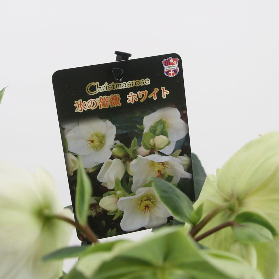 クリスマスローズ　氷の薔薇　6鉢セット
