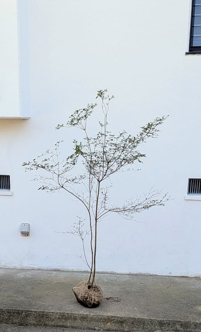 鮮美透涼。山採りヤマツツジ。