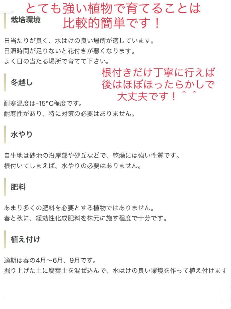 完売　発根済みの中株＊ほど良いサイズ【ユッカ フィラメントーサ＊糸蘭＊イトラン】
