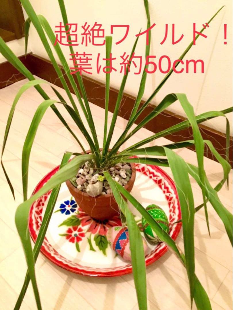 完売　発根済みの中株＊ほど良いサイズ【ユッカ フィラメントーサ＊糸蘭＊イトラン】
