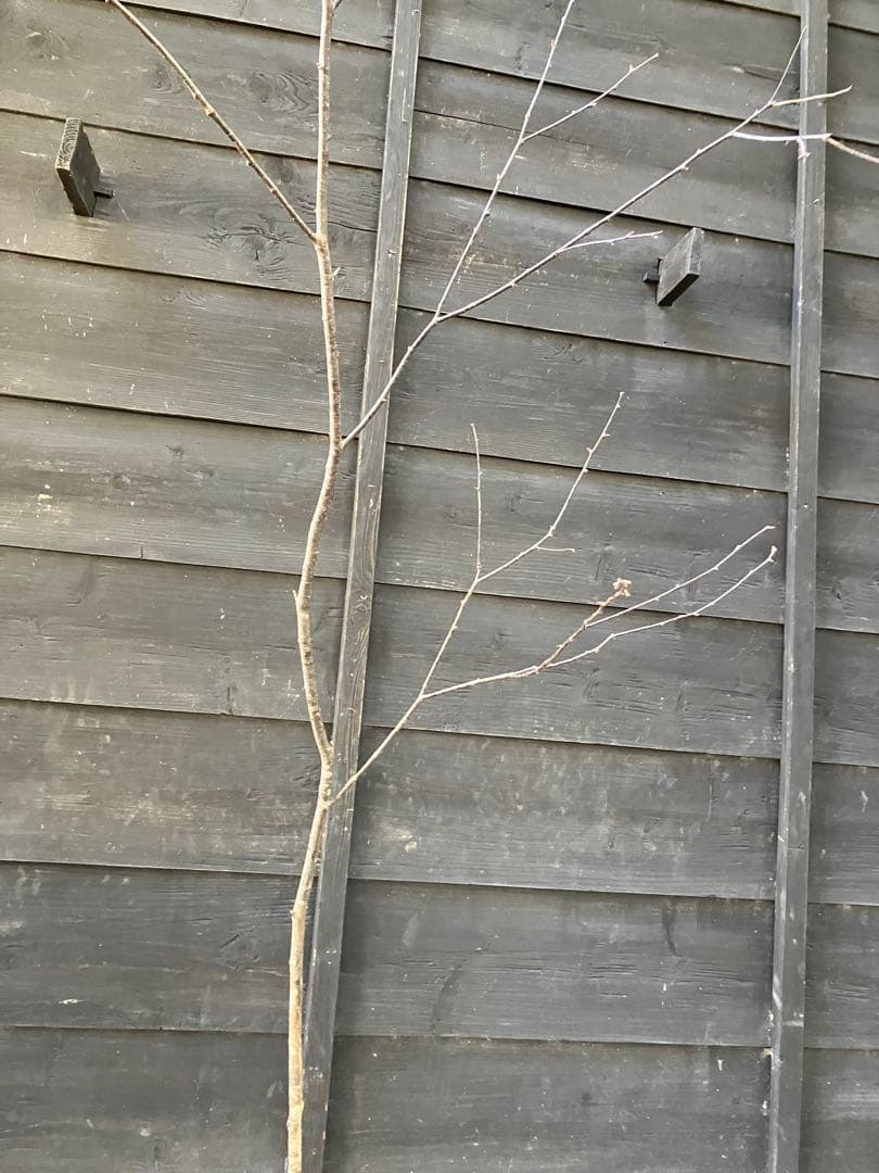 40 山採り　ウワミズザクラ