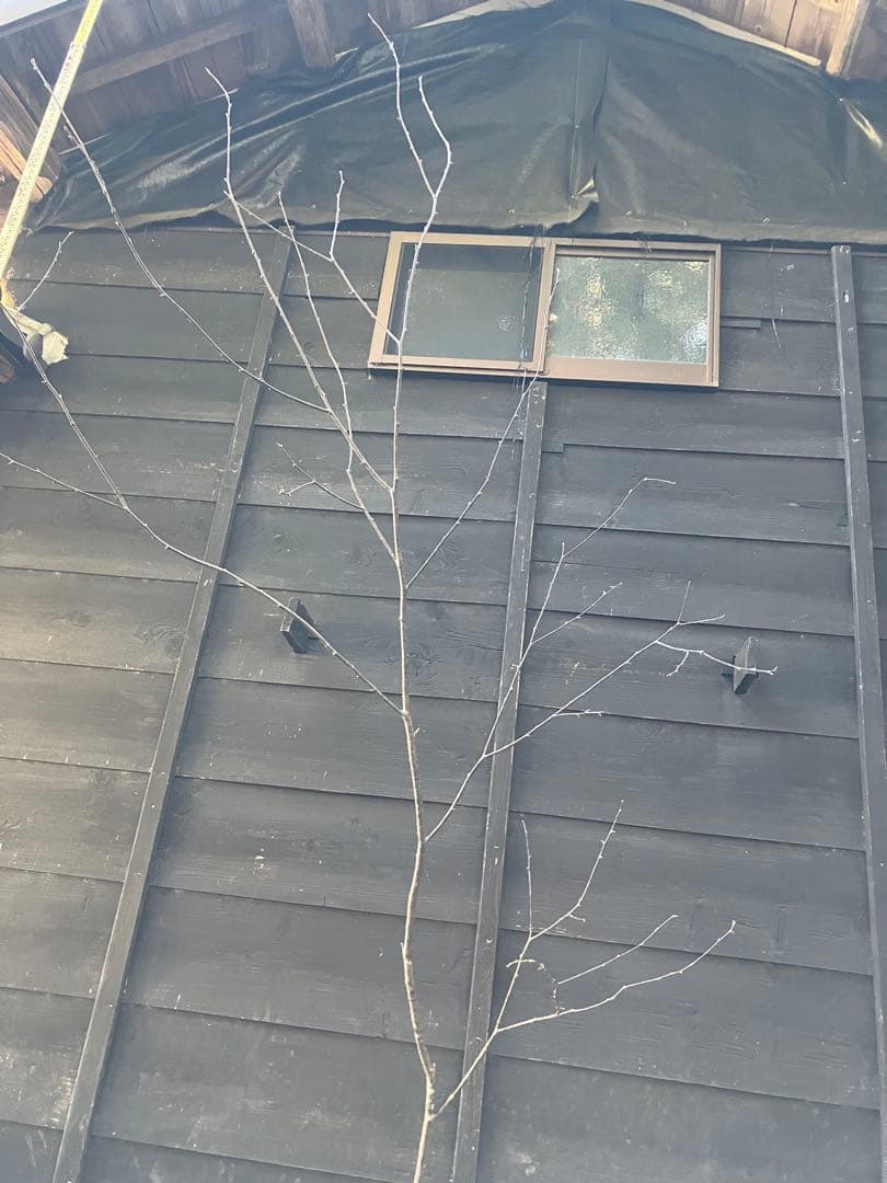 40 山採り　ウワミズザクラ