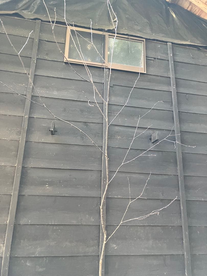 40 山採り　ウワミズザクラ