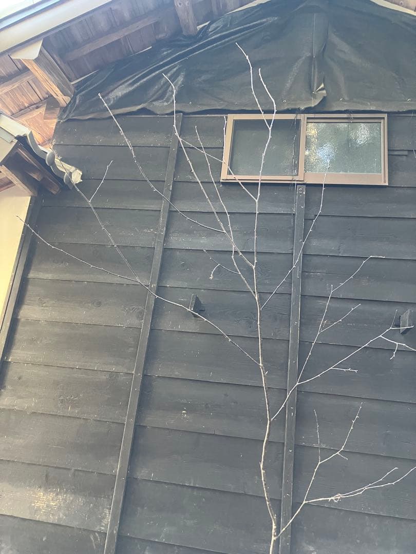 40 山採り　ウワミズザクラ