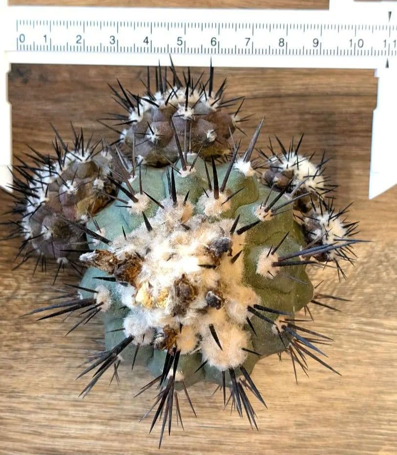 p*-様 【特選】コピアポア　シネレア　黒王丸 ⑦