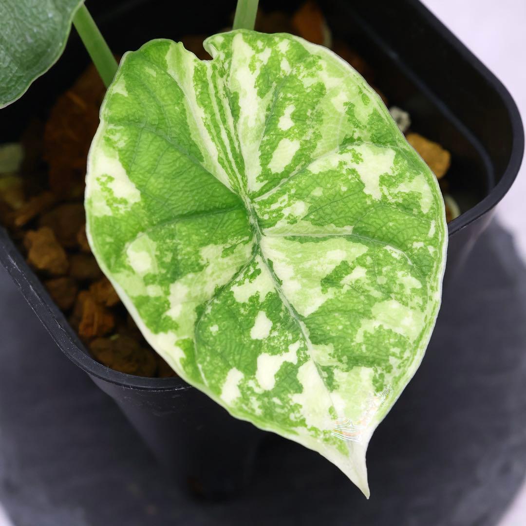 アロカシア メロ アルボ 斑入り