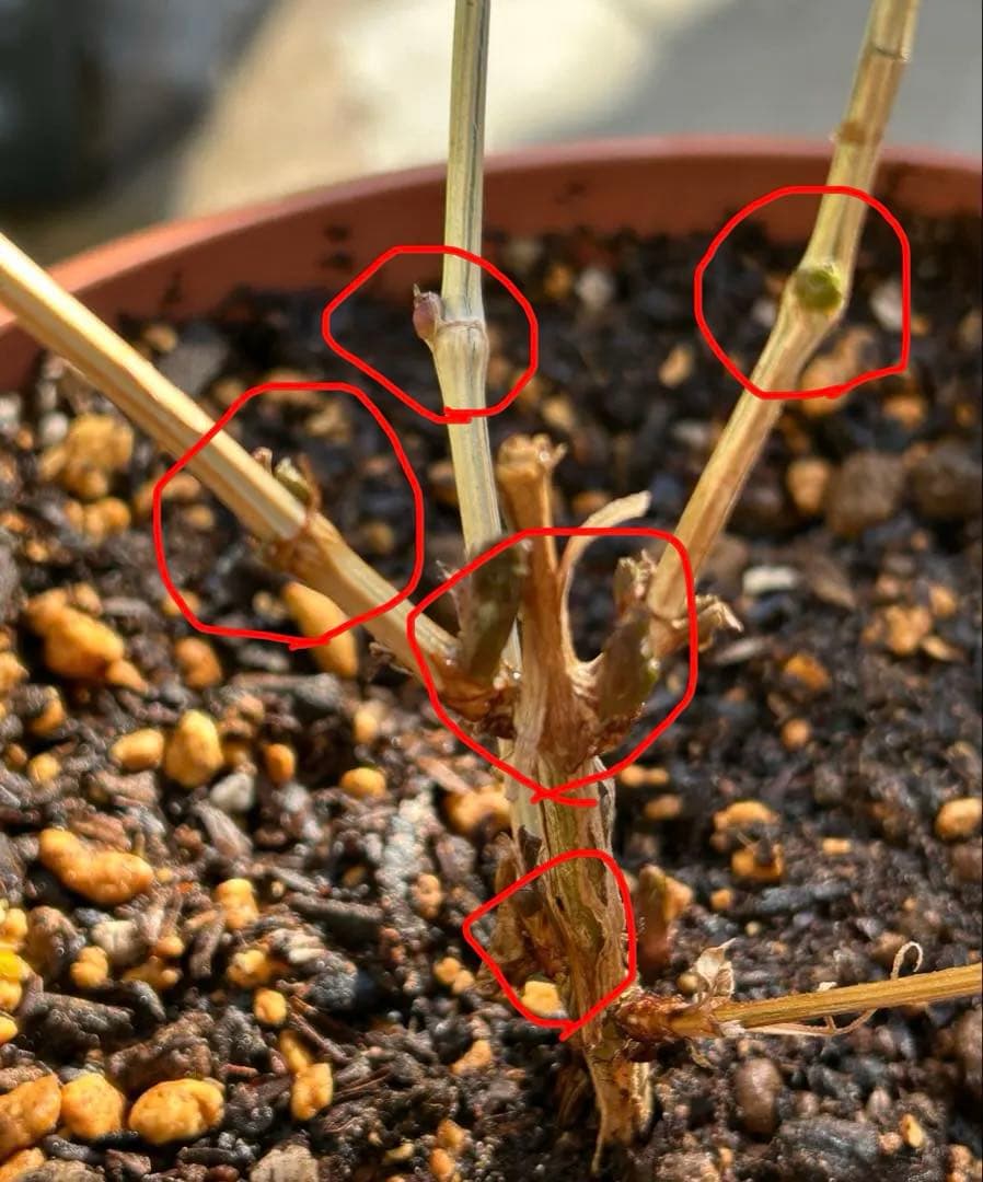 クレマチス　流星　8号苗