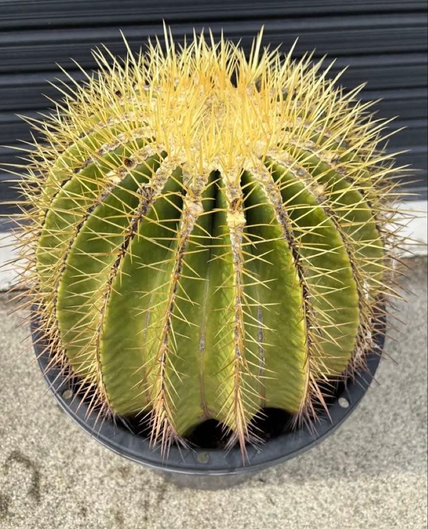 金鯱　サボテン　大株