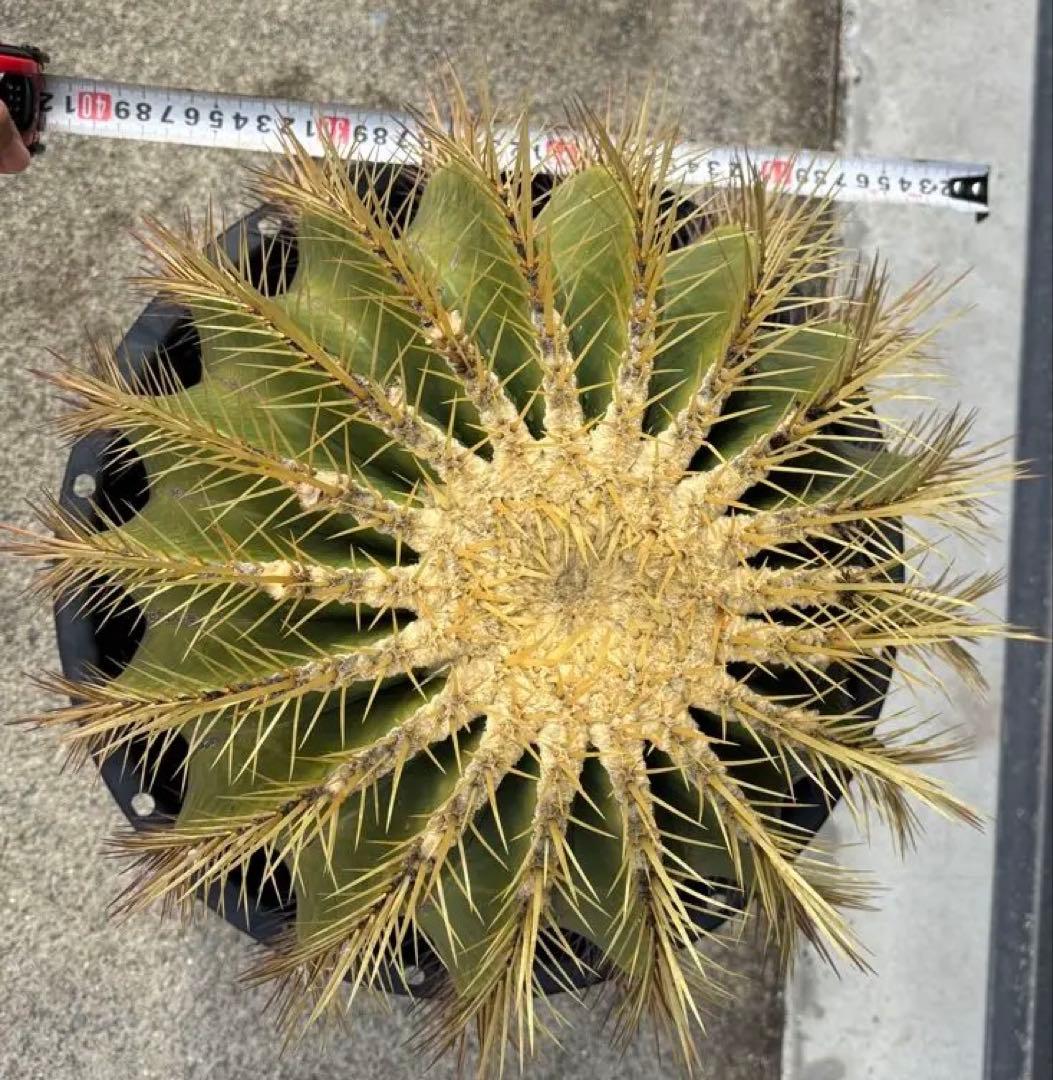 金鯱　サボテン　大株