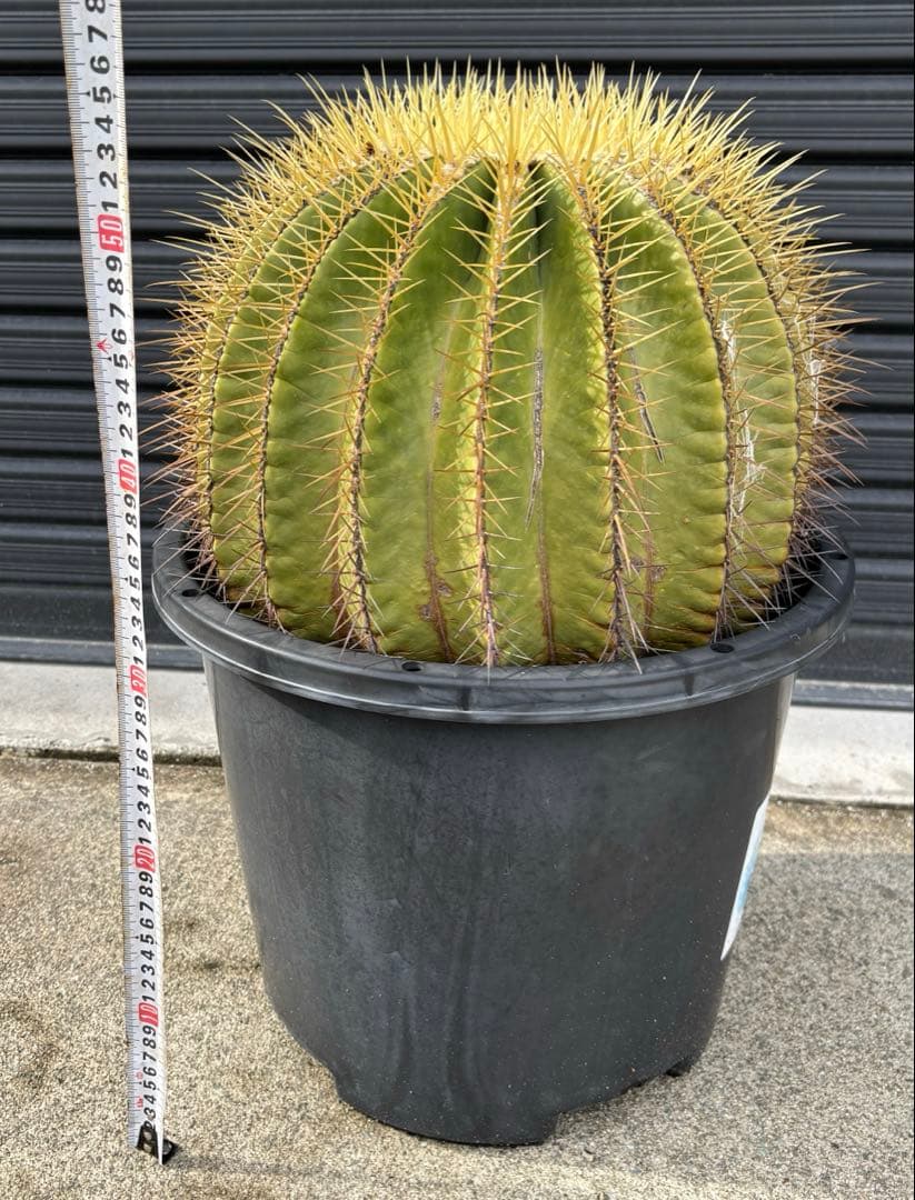 金鯱　サボテン　大株