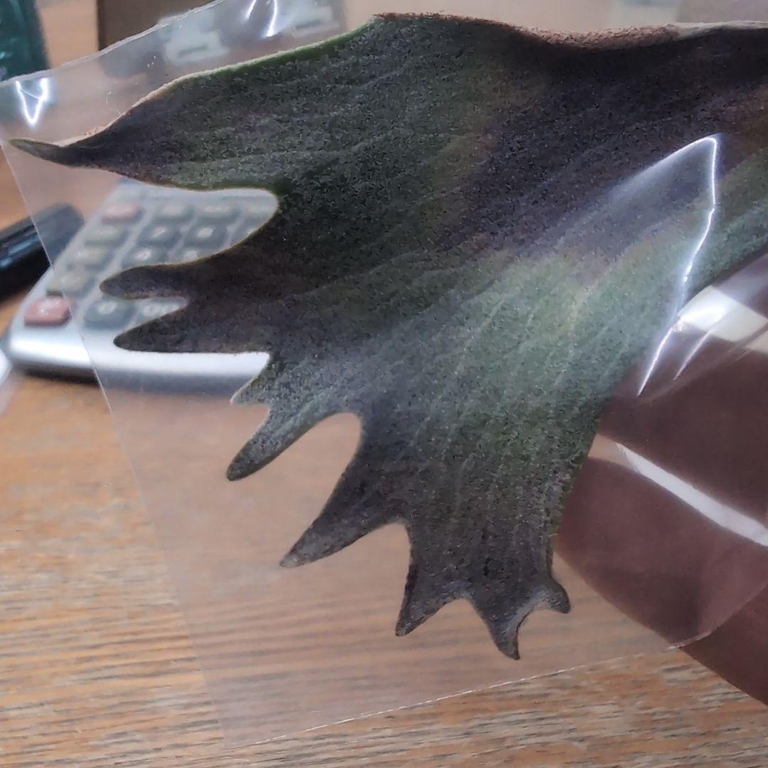 ビカクシダ Has胞子 sp