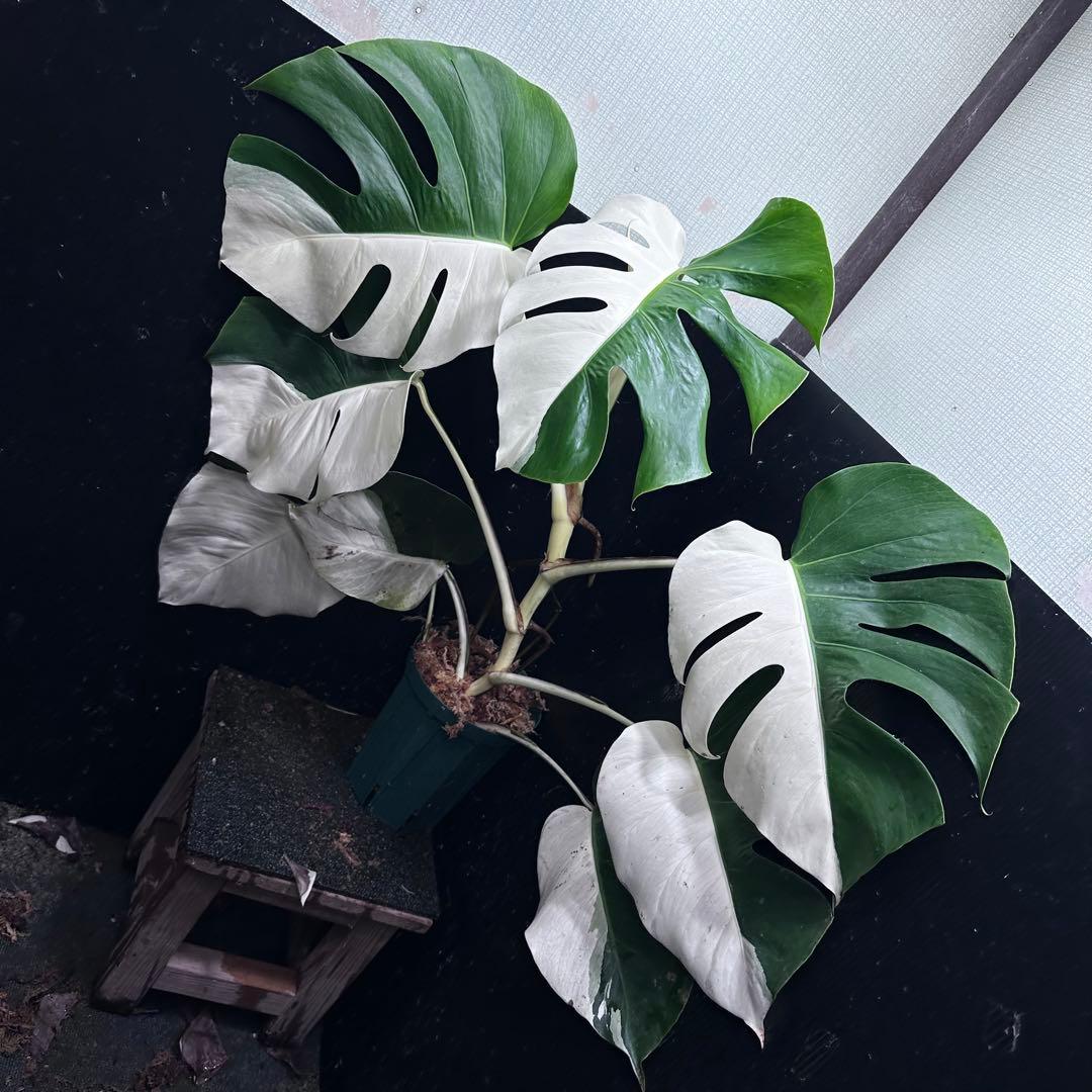 万*e様 モンステラ斑入りハーフムーンホワイトタイガー極美斑入り73cmレア