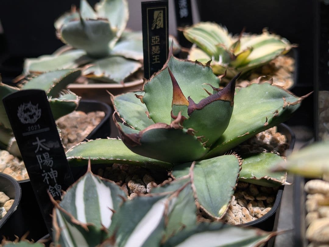 チタノタ「キングアーサー 亞瑟王 OC」本物 子株から育成 鉢・タグ付き発送