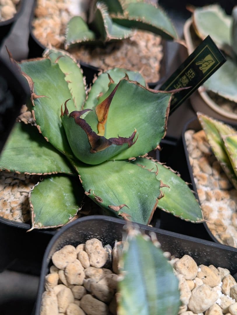 チタノタ「キングアーサー 亞瑟王 OC」本物 子株から育成 鉢・タグ付き発送