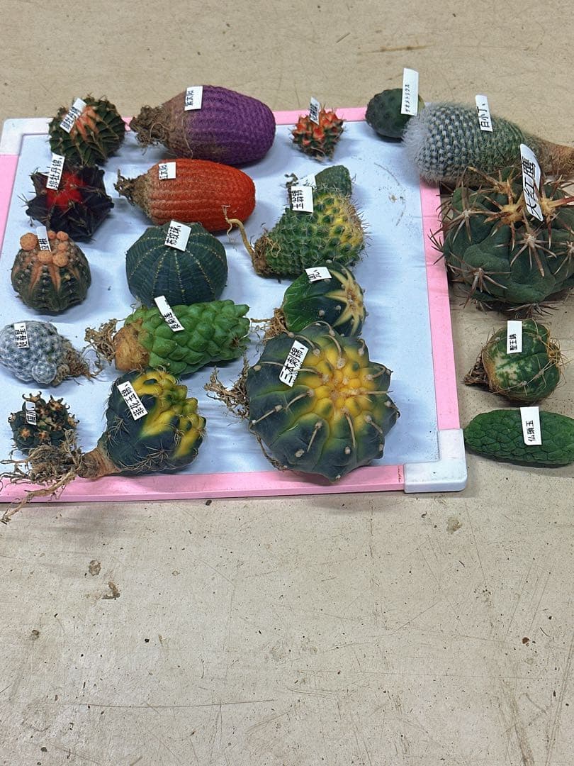 20サボテンセット