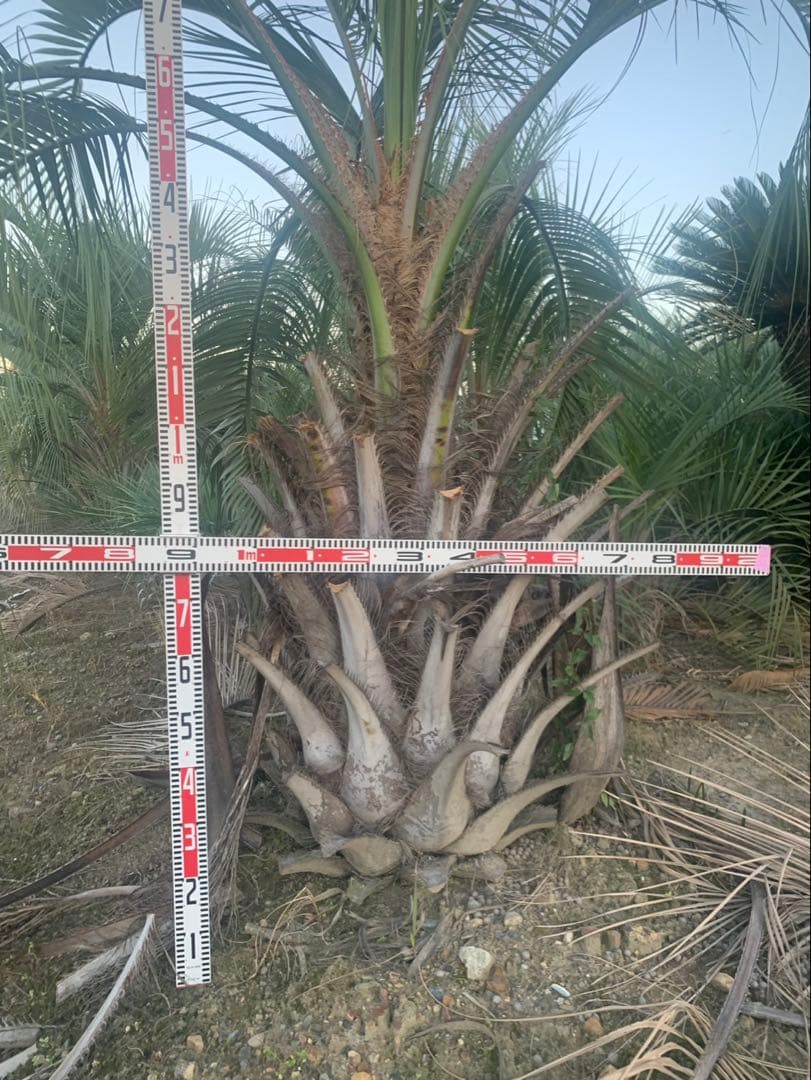 ココスヤシ　引取限定