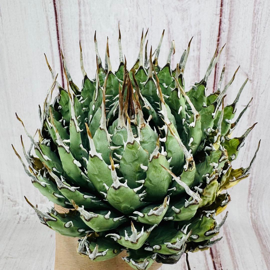 166 アガベ ユタエンシス エボリスピナ 短葉 短刺 太葉