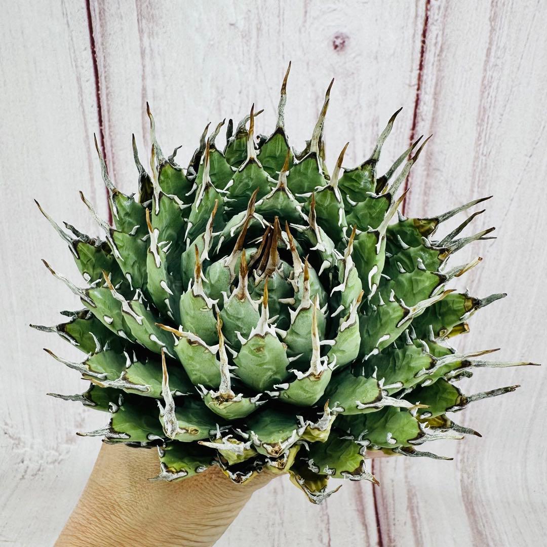 166 アガベ ユタエンシス エボリスピナ 短葉 短刺 太葉