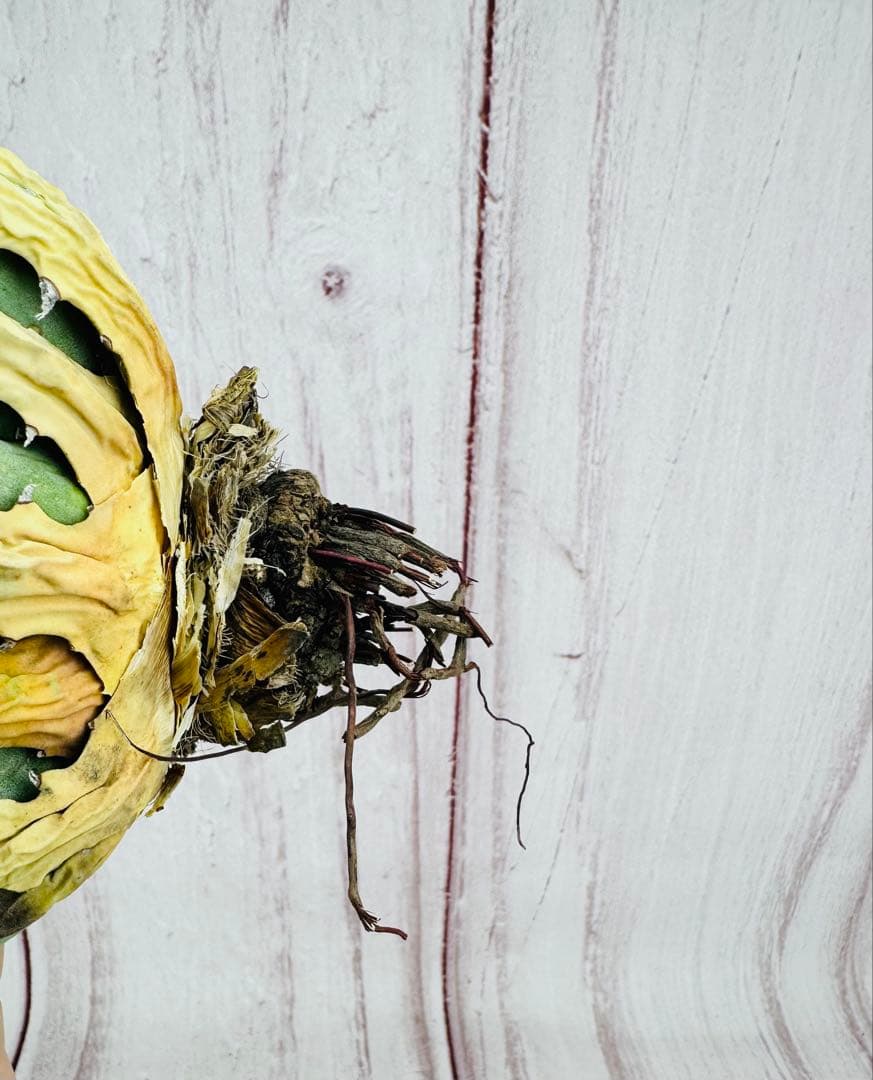 166 アガベ ユタエンシス エボリスピナ 短葉 短刺 太葉