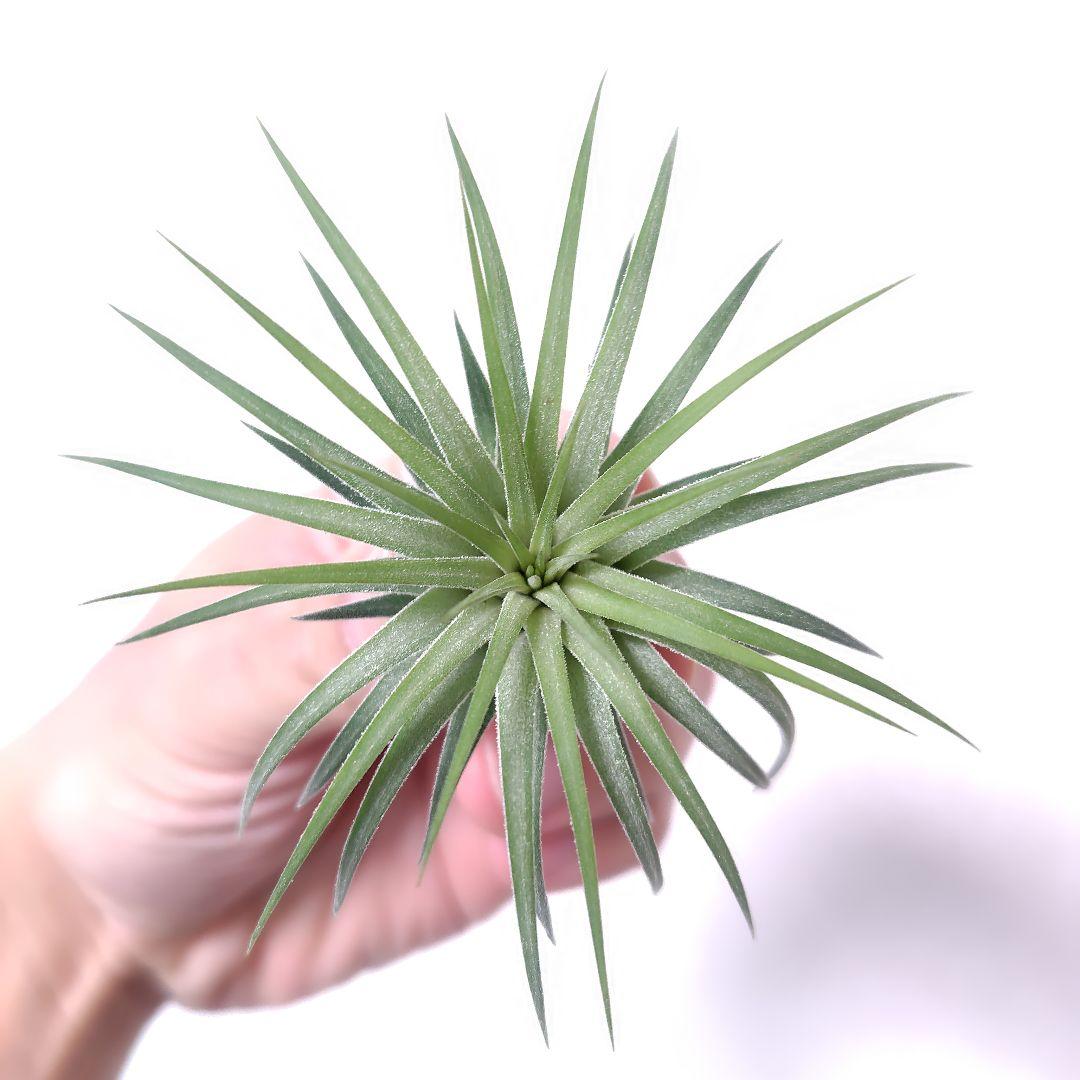 チランジア イオナンタ ヘッジホッグ