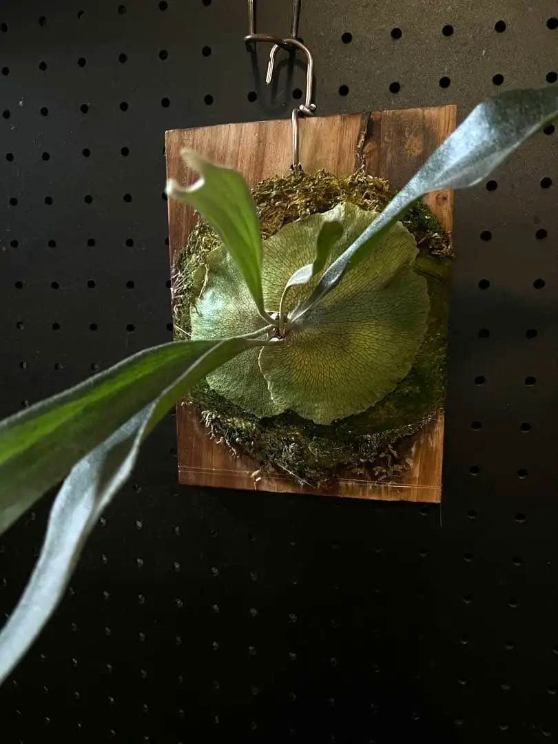 P.Mt.Lewis (vp♯C) OC