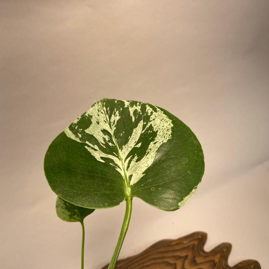 わ*ち様 L020品種保証！Bulbasaurモンステラ・フシギダネ　順化済み