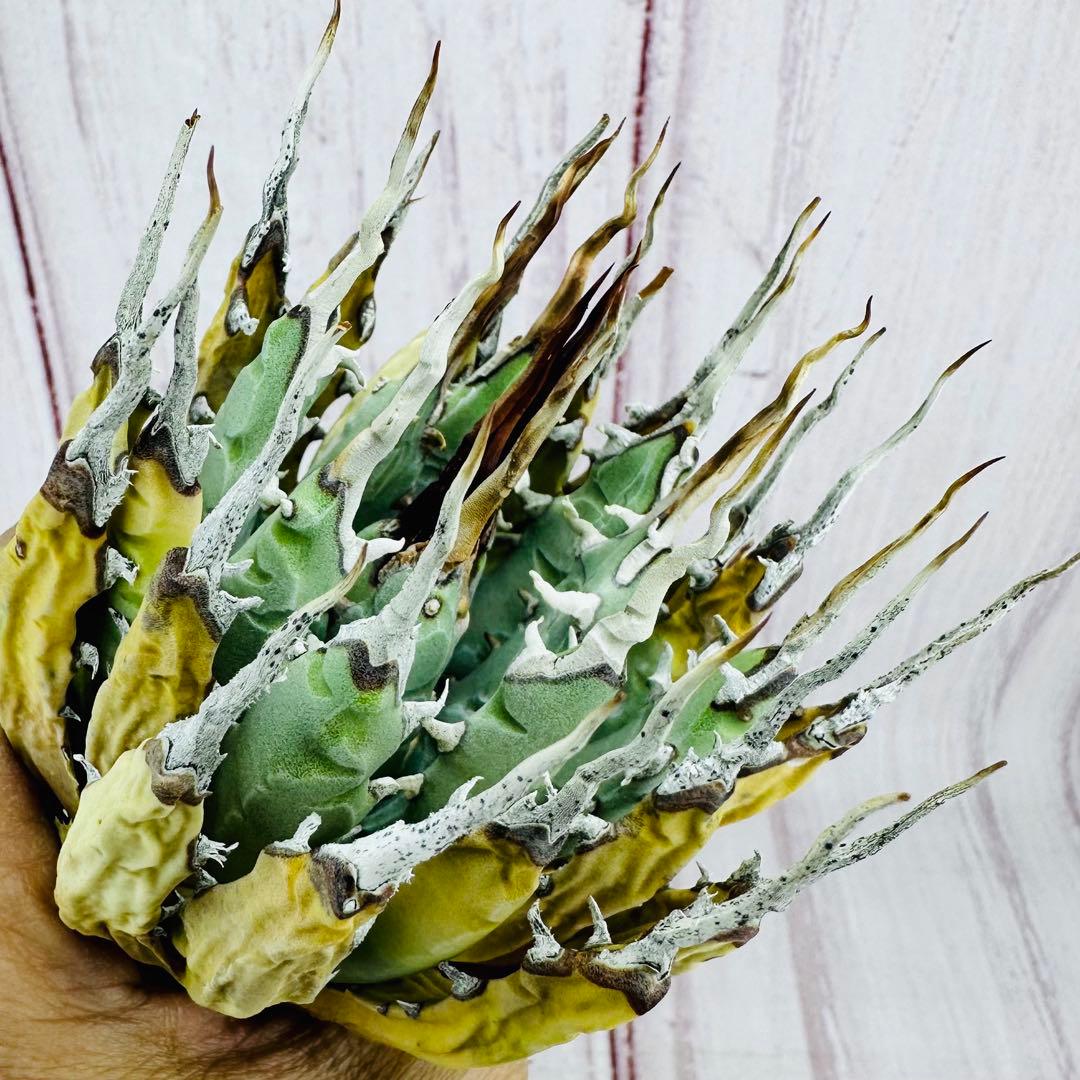 785 アガベ ユタエンシス エボリスピナ 陽炎